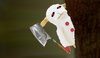 lambchopchopchop.jpg
