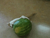 okWizyE.gif