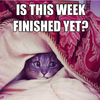 IsThisWeekFinishedYetKitty.png