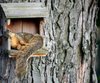Naptime Squirrel.jpg