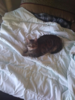 upload_2017-6-10_19-5-46.png