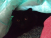 upload_2017-6-12_20-4-18.png