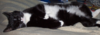upload_2017-7-6_21-33-27.png