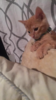 upload_2018-7-11_20-38-15.png