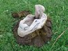 poo-shoe.jpg