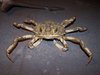 crabfrog.jpg