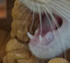 upload_2018-12-21_16-3-48.png