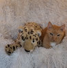 charlie-and-friend.jpg