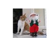 cat.JPG