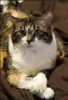 upload_2018-12-21_19-36-38.png