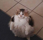 upload_2019-2-28_21-34-22.png