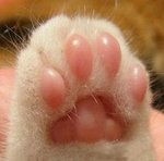 Beans.jpg