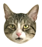 bearniev2.png