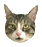 bearnie.png
