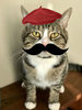 French Bearnie.jpg
