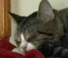 upload_2017-8-11_17-6-28.png