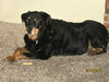 paws_crossed.jpg
