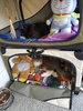 cats!.jpg