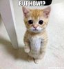 but-how--meme-49243.jpg