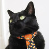 cat tie.jpg