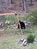 bear2.jpg