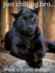 5492373-640_175894051-black-leopard_p (1).jpg