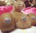 dan_kiwi.jpg