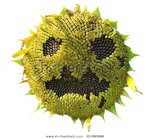 ghost-sunflower-face-isolated-600w-351995696.jpg
