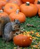 PumpkinSquirrel.jpg