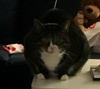upload_2017-10-9_20-24-31.png