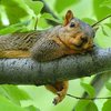 SquirrelBranch.jpg