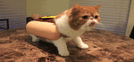 tumblr_mhwpnlyHNc1rjjw8bo1_500.gif
