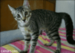 HO43Hrn.gif