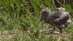 babywalkcompressed.gif