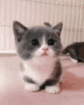 tenor (37).gif