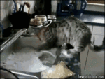 giphy (3).gif
