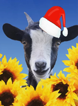 goat7.png