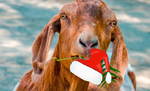 goat8.png