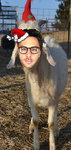 goat10.png