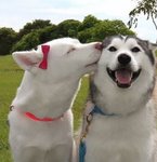 smiling-animals-ftd.jpg