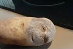 potato_crop.jpg