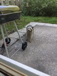 skippy.jpg