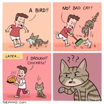 cat.jpg
