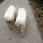 pig-sexy.gif