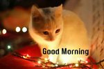 good-morning-cat-images (16).jpg