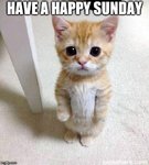 Have-A-Happy-Sunday-Cat-Sunday-Memes-Cute.jpg