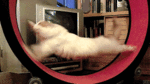 31rMo4D.gif