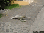 sloth-slow.gif