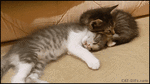 ezgif.com-gif-maker.gif
