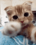 MellowFixedGermanpinscher-max-1mb.gif